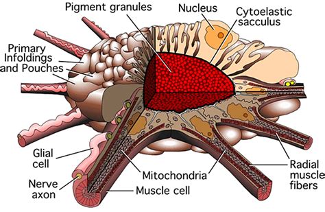chromatophores are found in